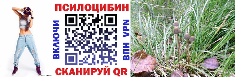 закладки  кракен tor  Галлюциногенные грибы Psilocybine cubensis  Сясьстрой 